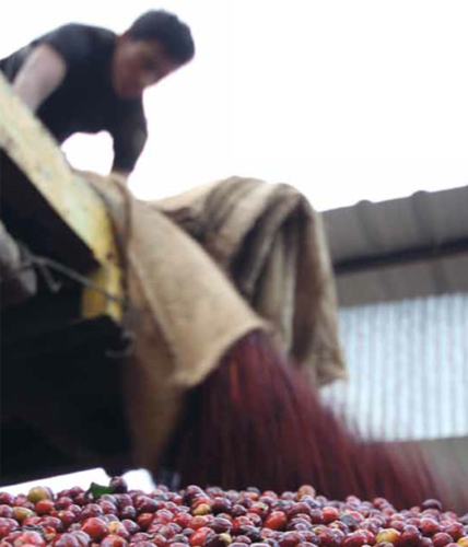 Johan & Nyström El Salvador Finca Las Delicias