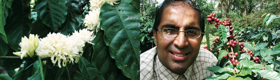Bibi Plantation