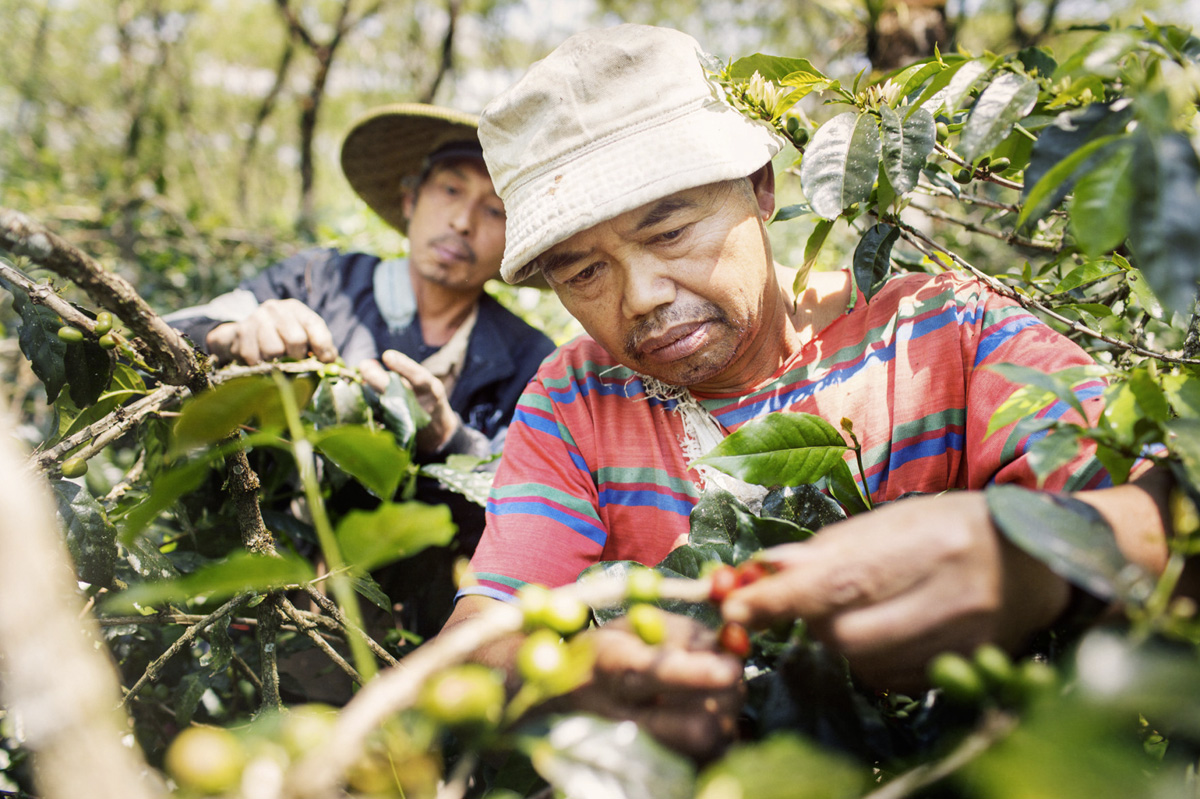 gayo sumatra gayo sumatra