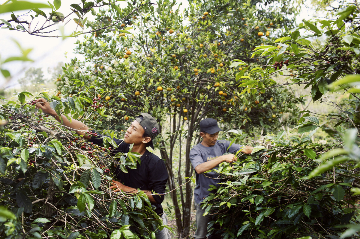 indonesia sumatra gayo indonesia sumatra gayo
